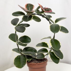 Hoya Australis Blondie z kremową variegacją i różowymi młodymi liśćmi w doniczce