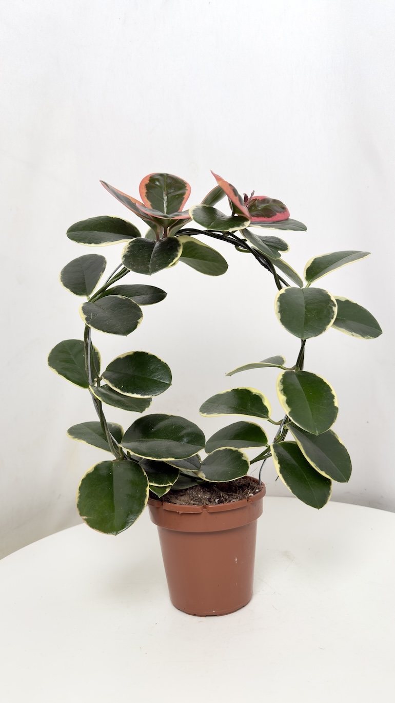 Hoya australis blondie