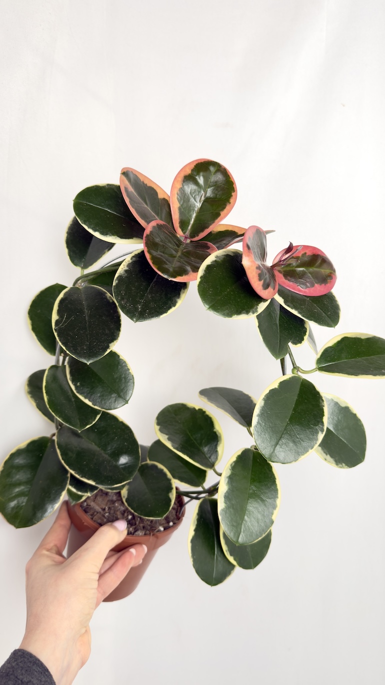 Hoya australis blondie