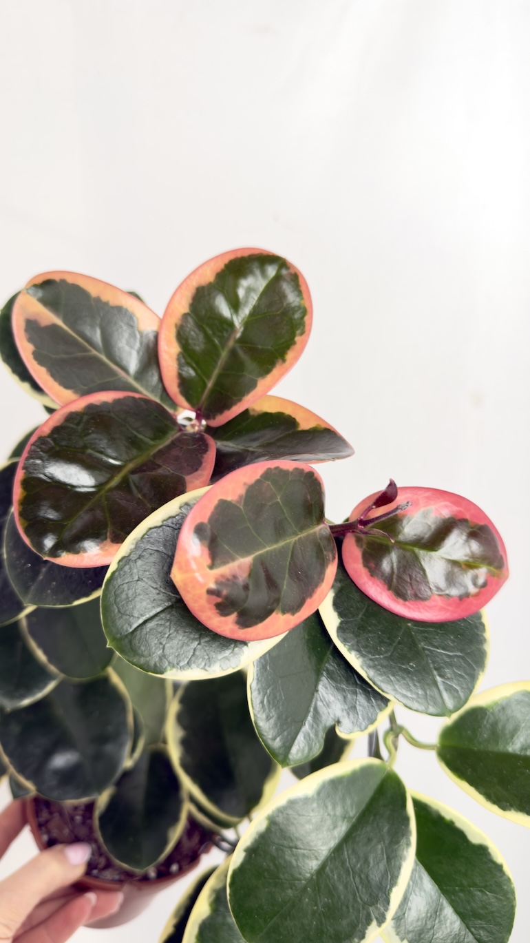 Hoya australis blondie