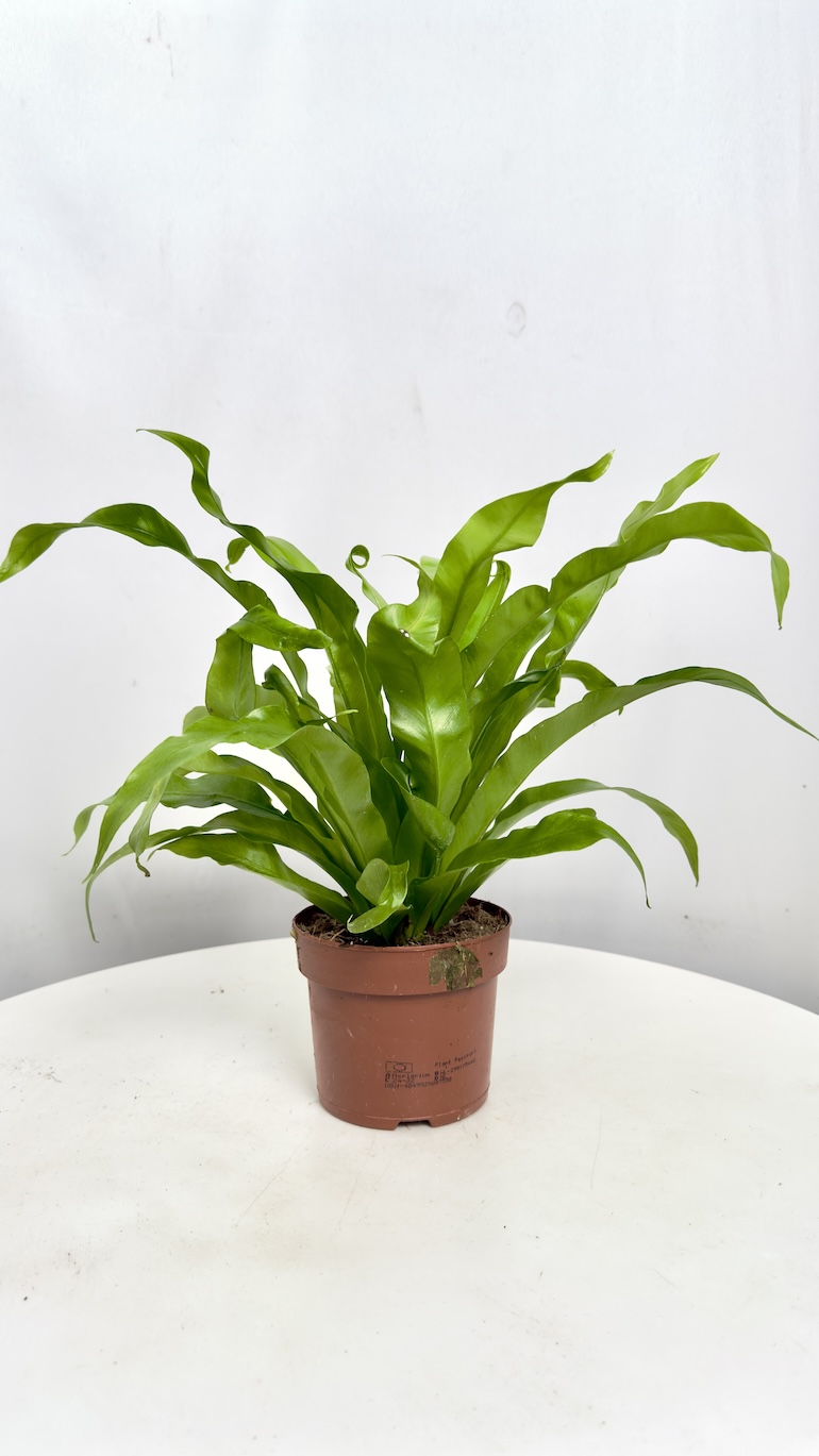Asplenium Antiquum