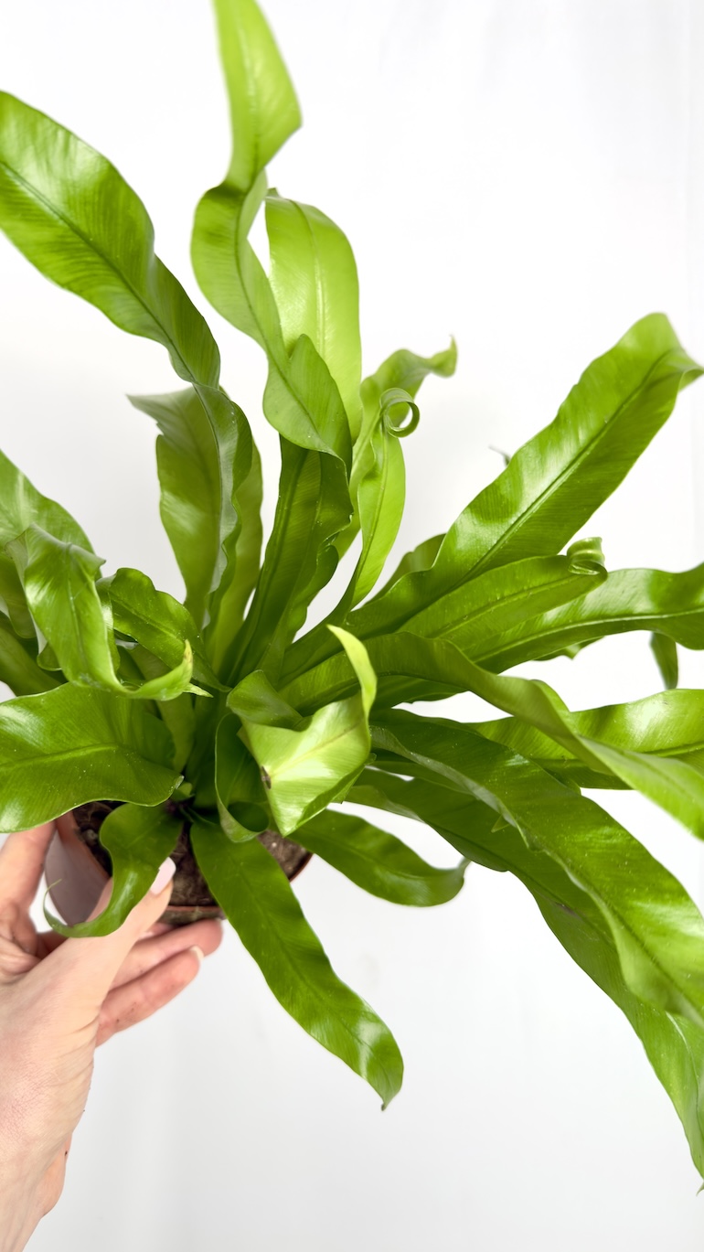 Asplenium Antiquum