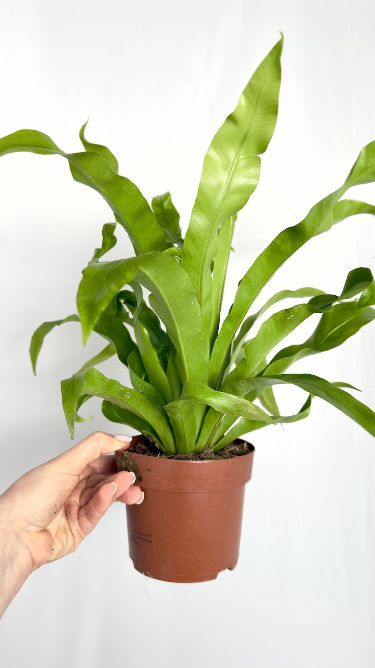 Asplenium Antiquum