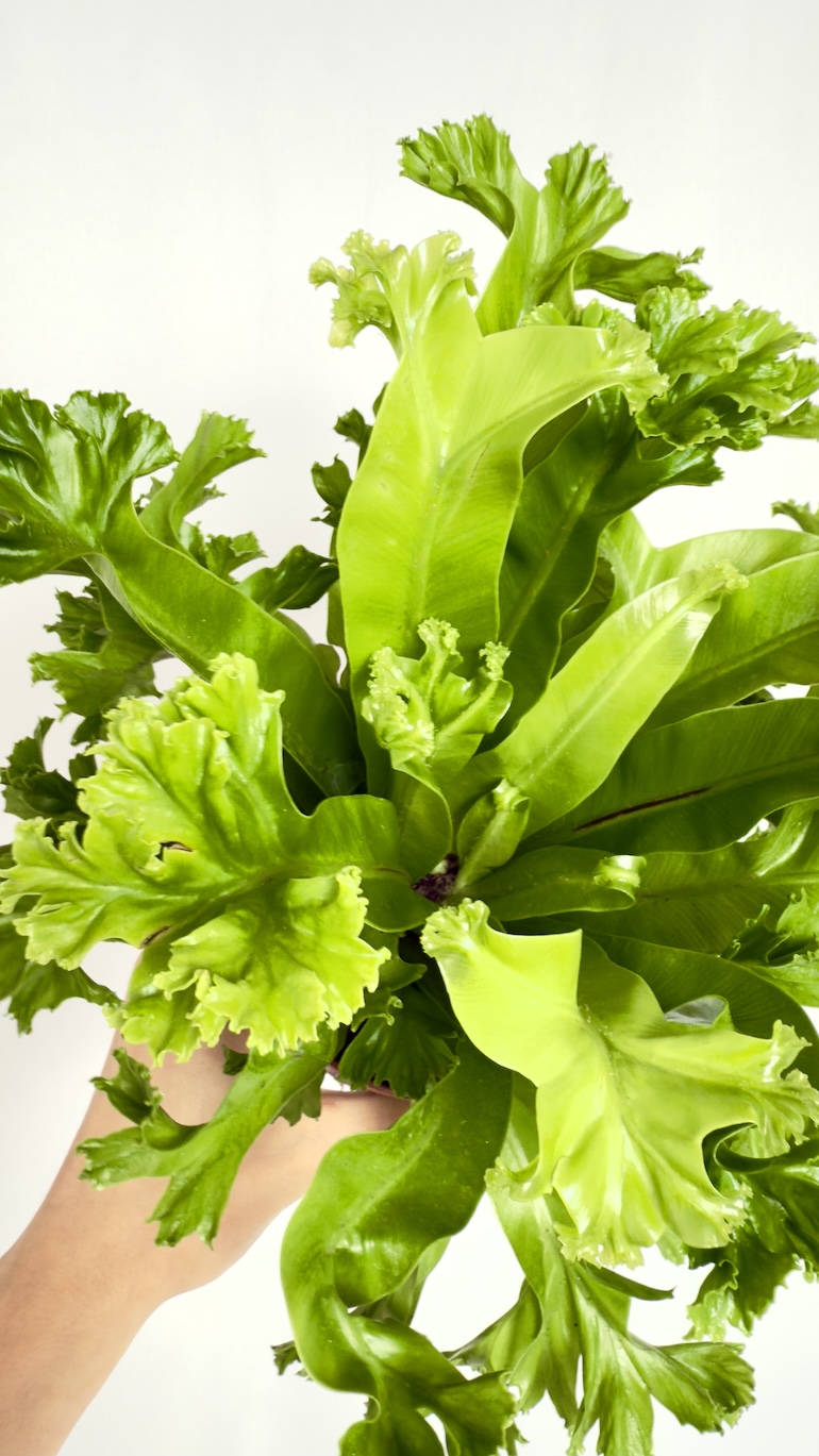 Asplenium Leslie