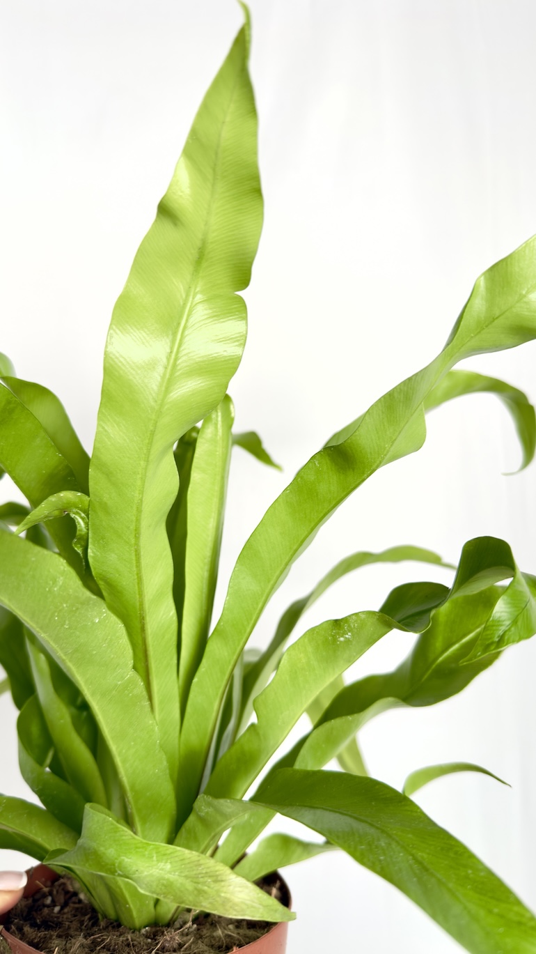 Asplenium Antiquum