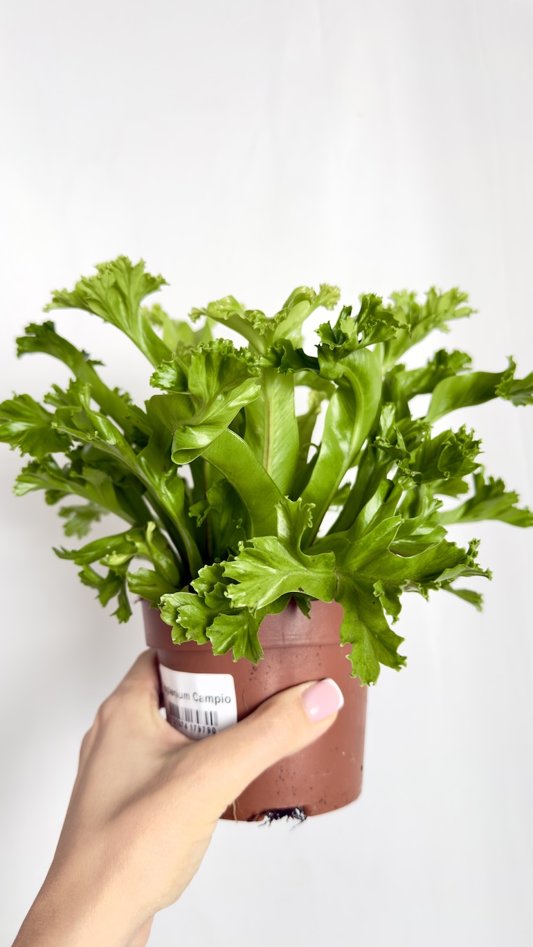 Asplenium Leslie