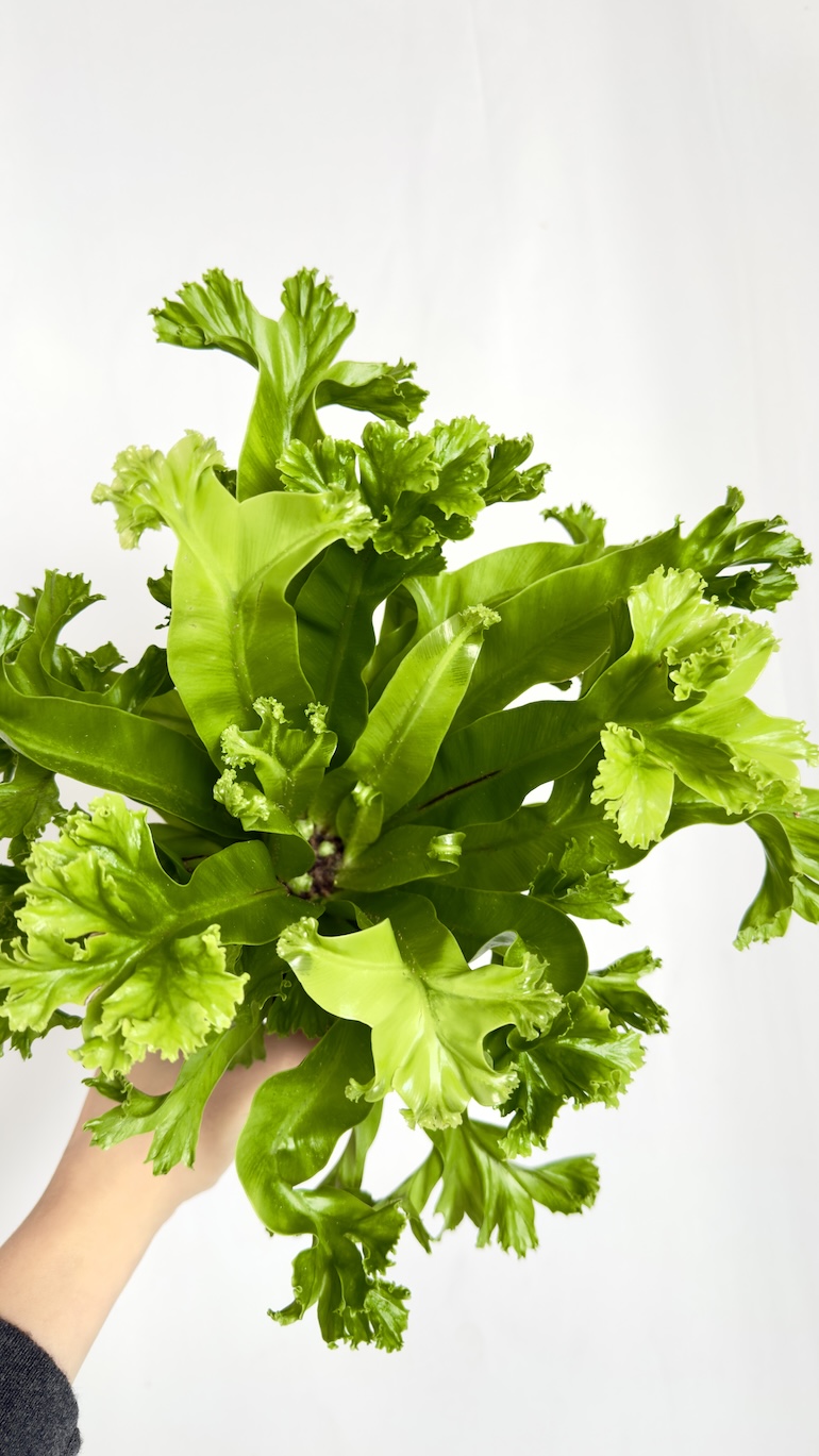 Asplenium Leslie