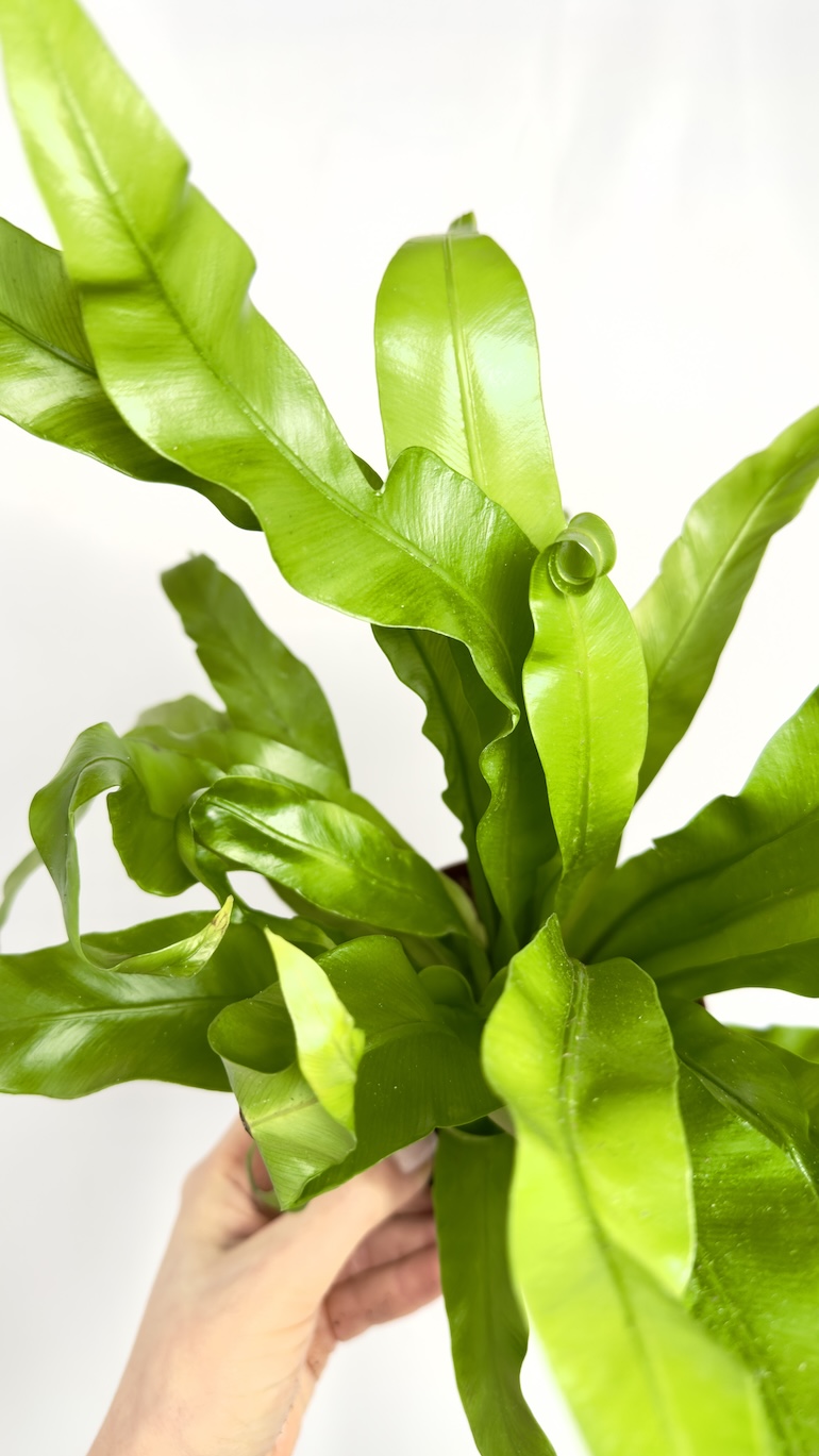 Asplenium Antiquum