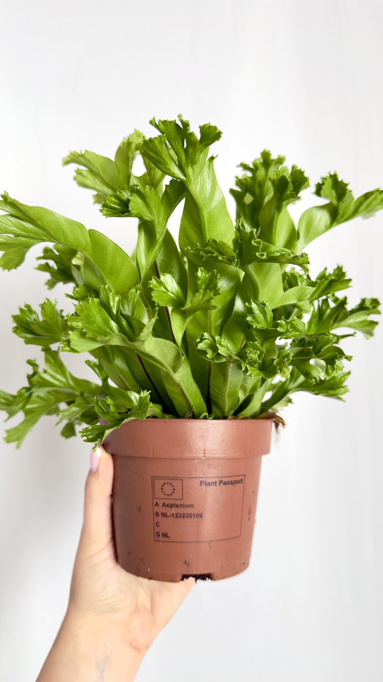Asplenium Leslie