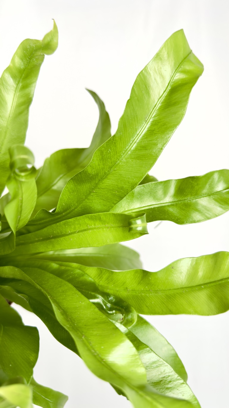 Asplenium Antiquum