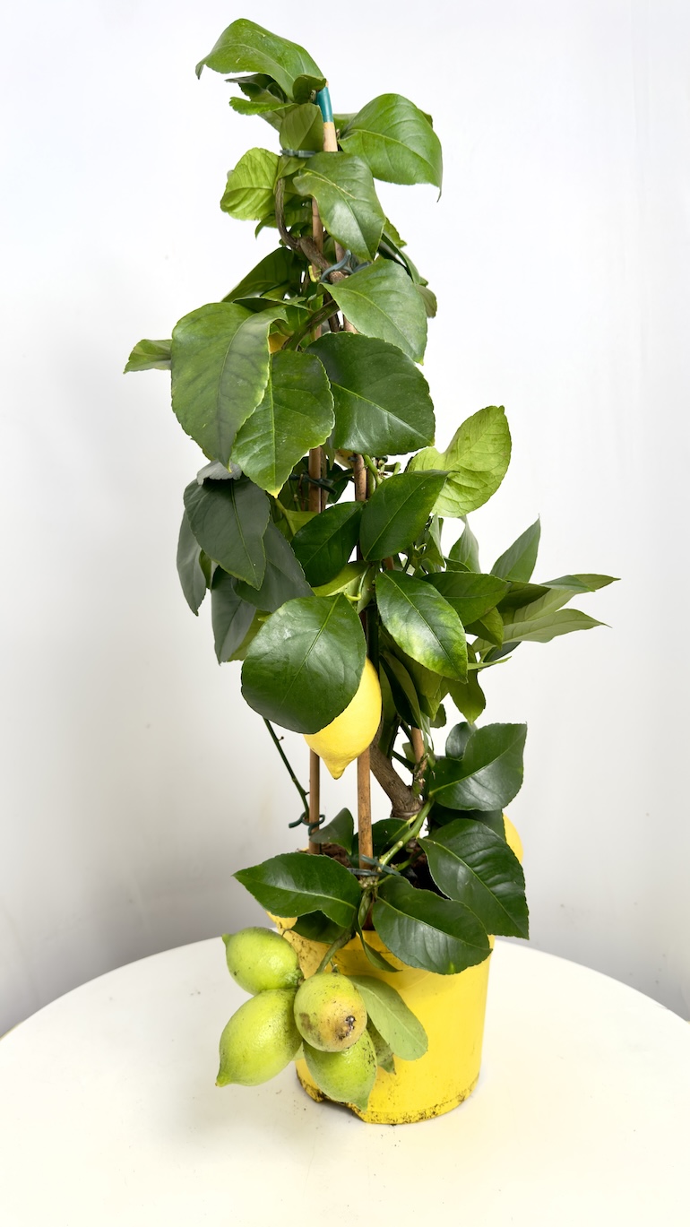 Citrus Limon