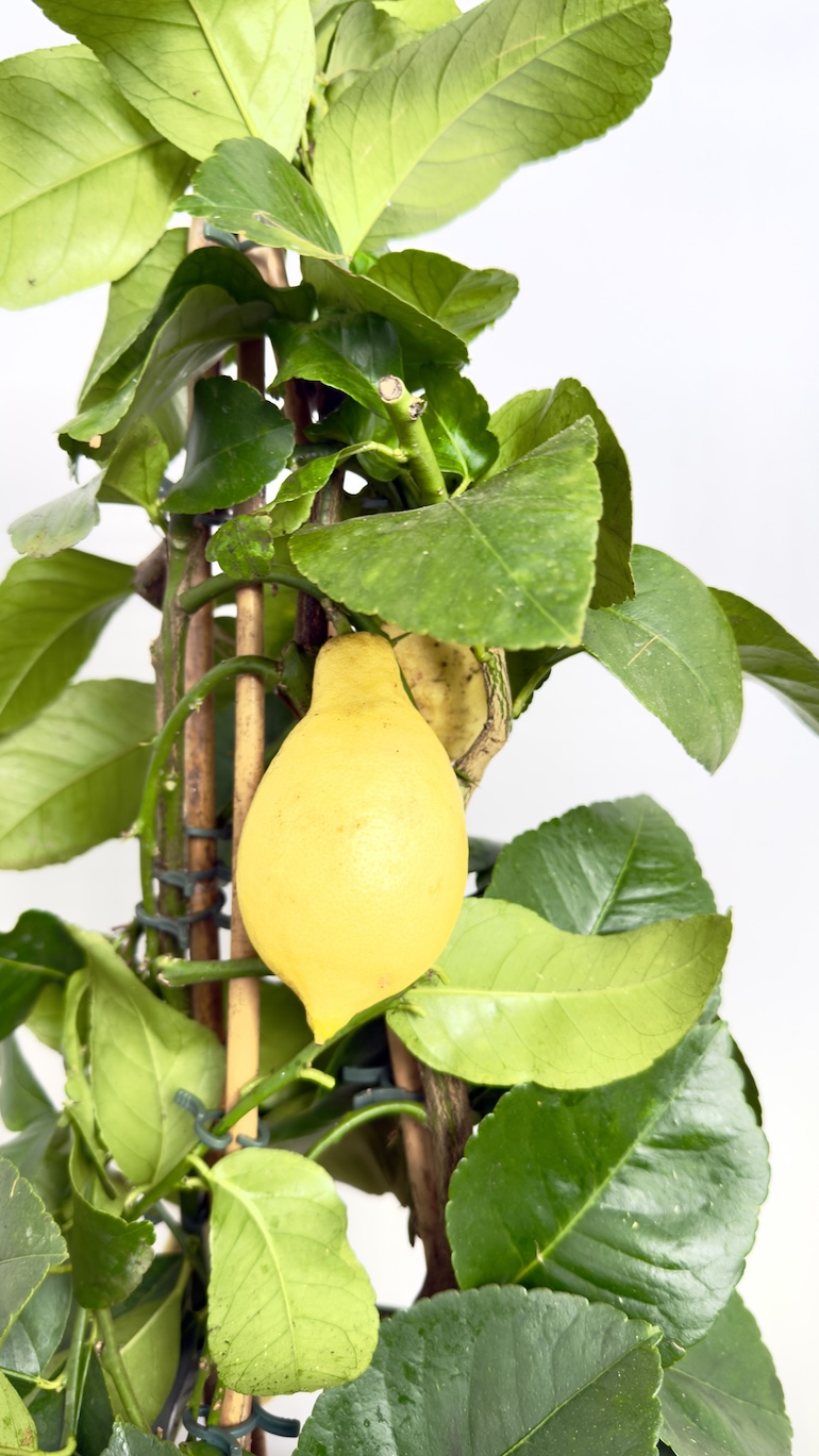 Citrus Limon