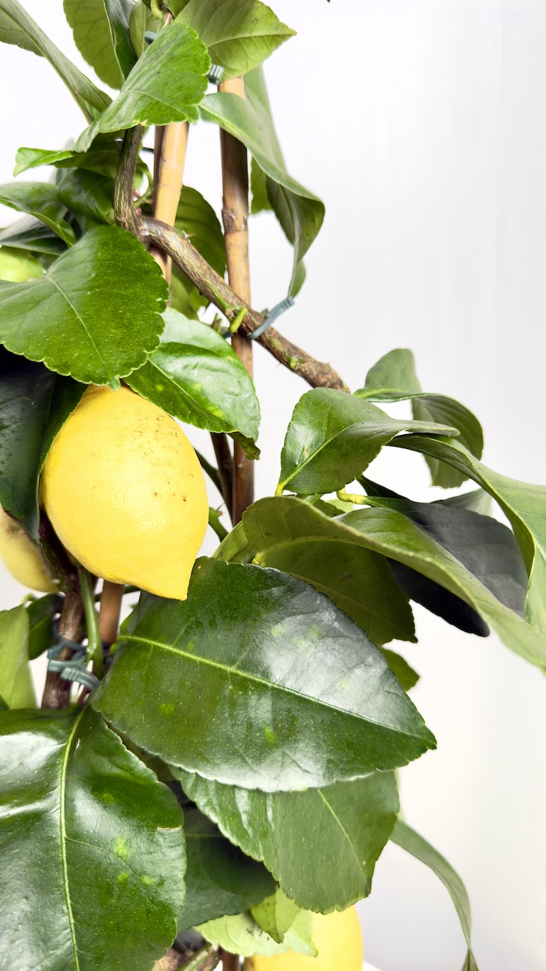 Citrus Limon