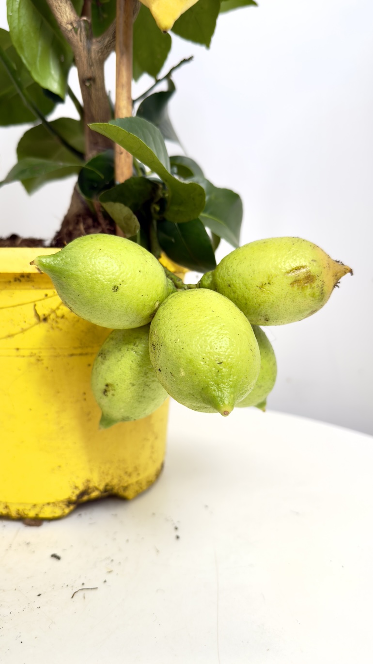 Citrus Limon