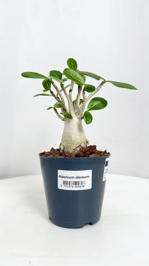 adenium obesum