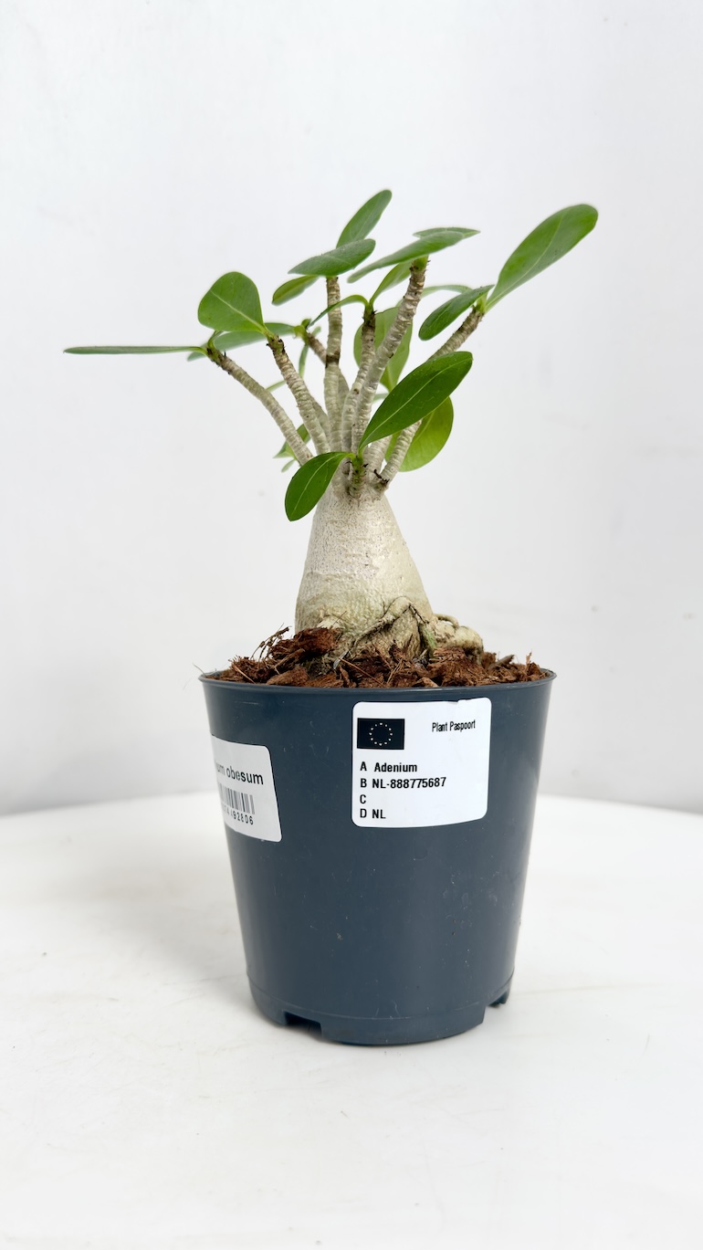 Adenium Ansu Baobab