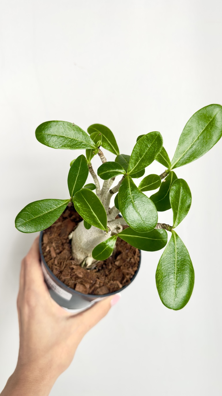 Adenium Ansu Baobab