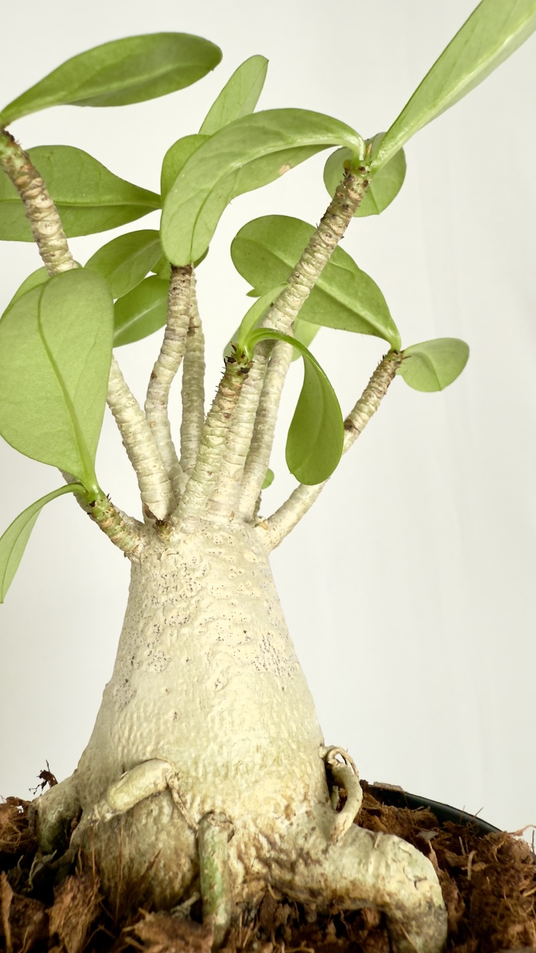 Adenium Ansu Baobab