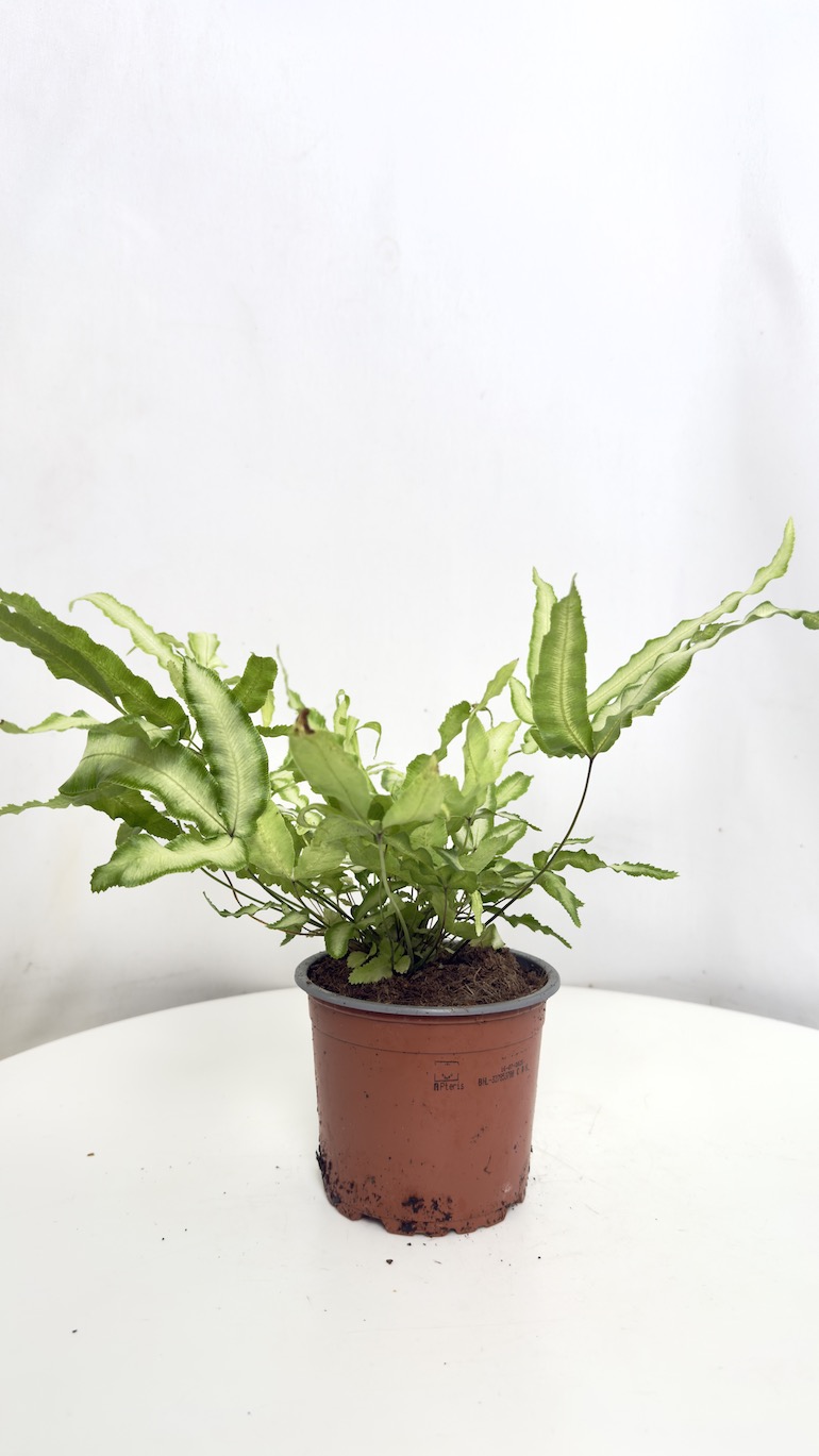 Pteris ensiformis Evergemiensis Orliczka