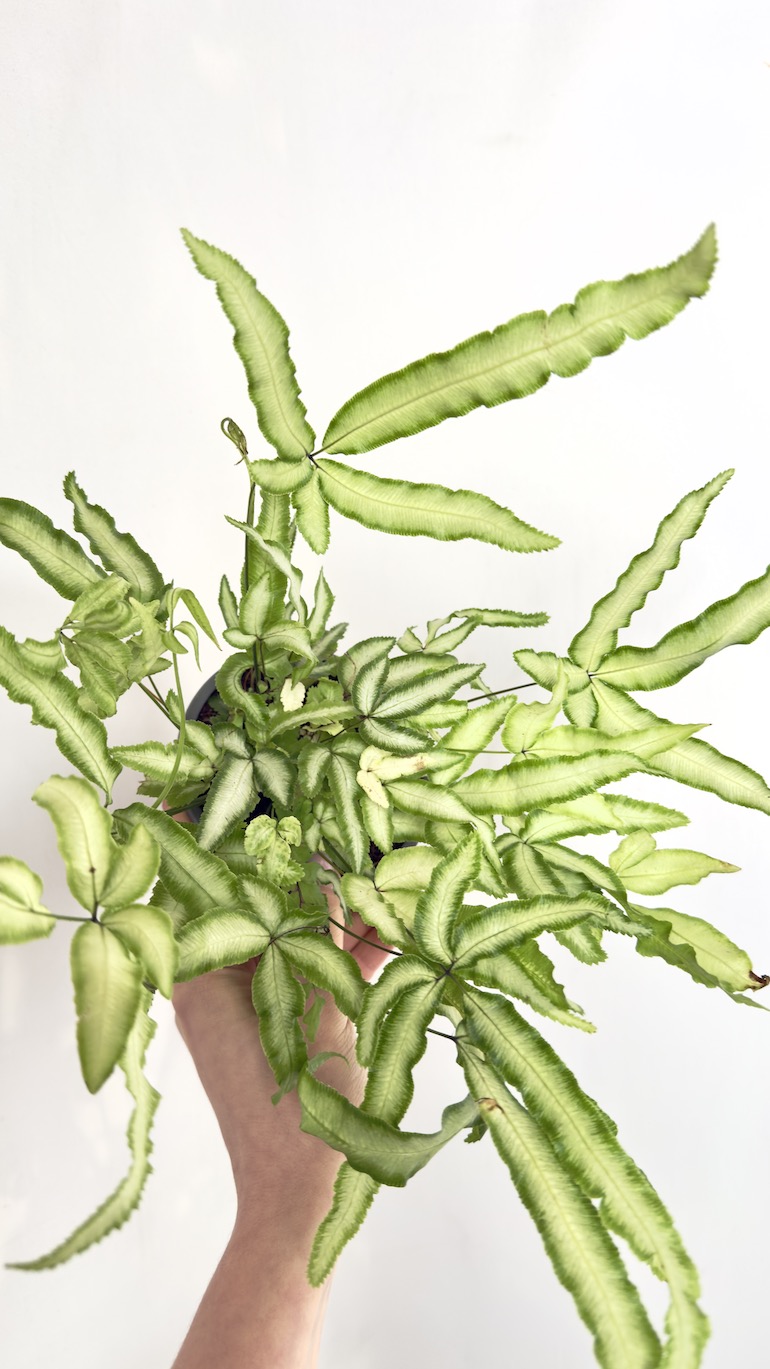 Pteris ensiformis Evergemiensis Orliczka