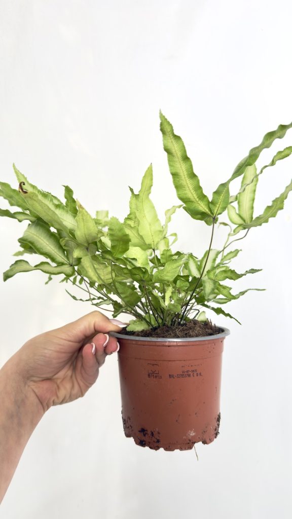 Pteris ensiformis Evergemiensis – dwukolorowa paproć o jasnozielonych liściach z kremowym środkiem w doniczce.