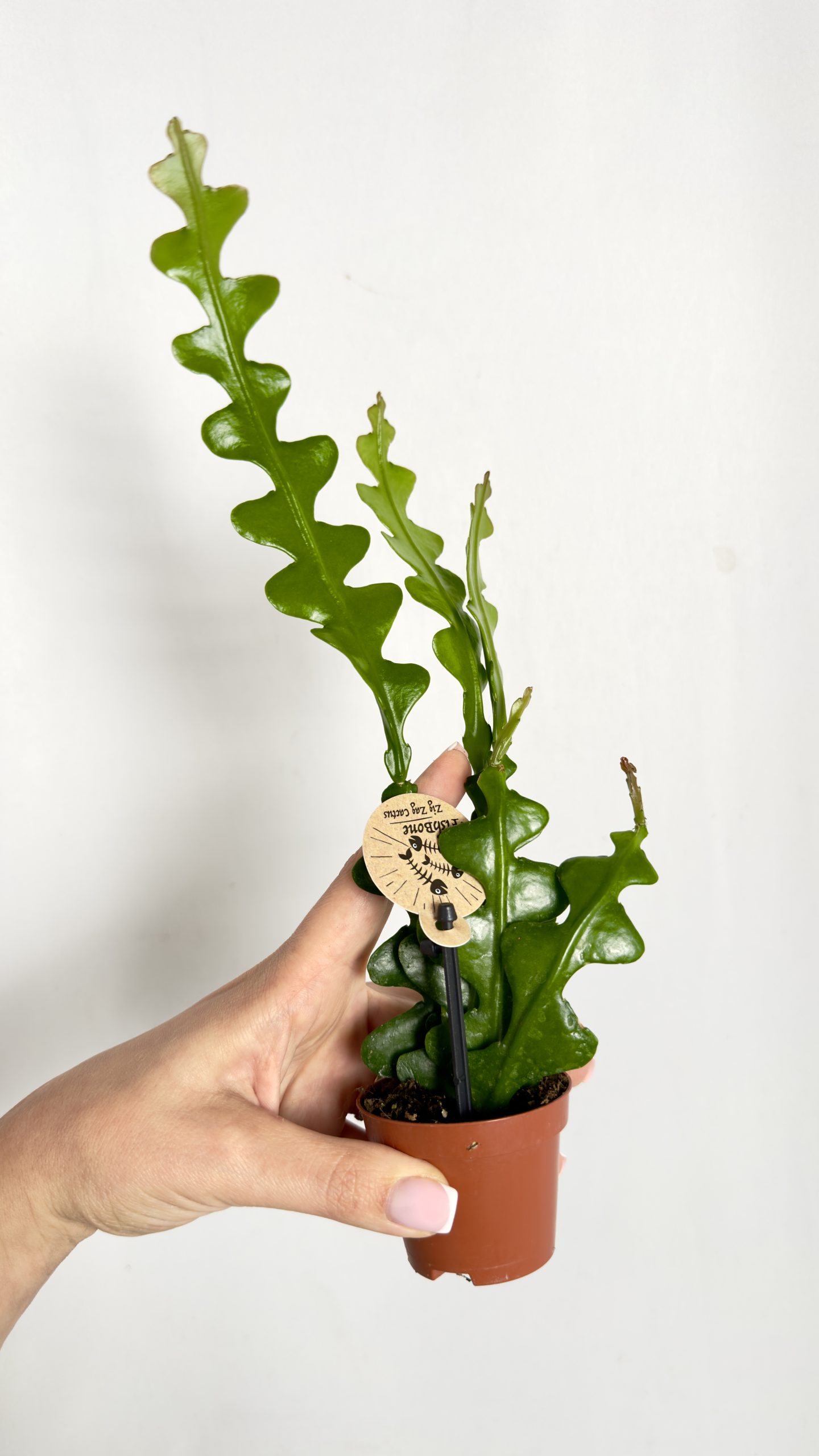 Epiphyllum anguliger Fishbone