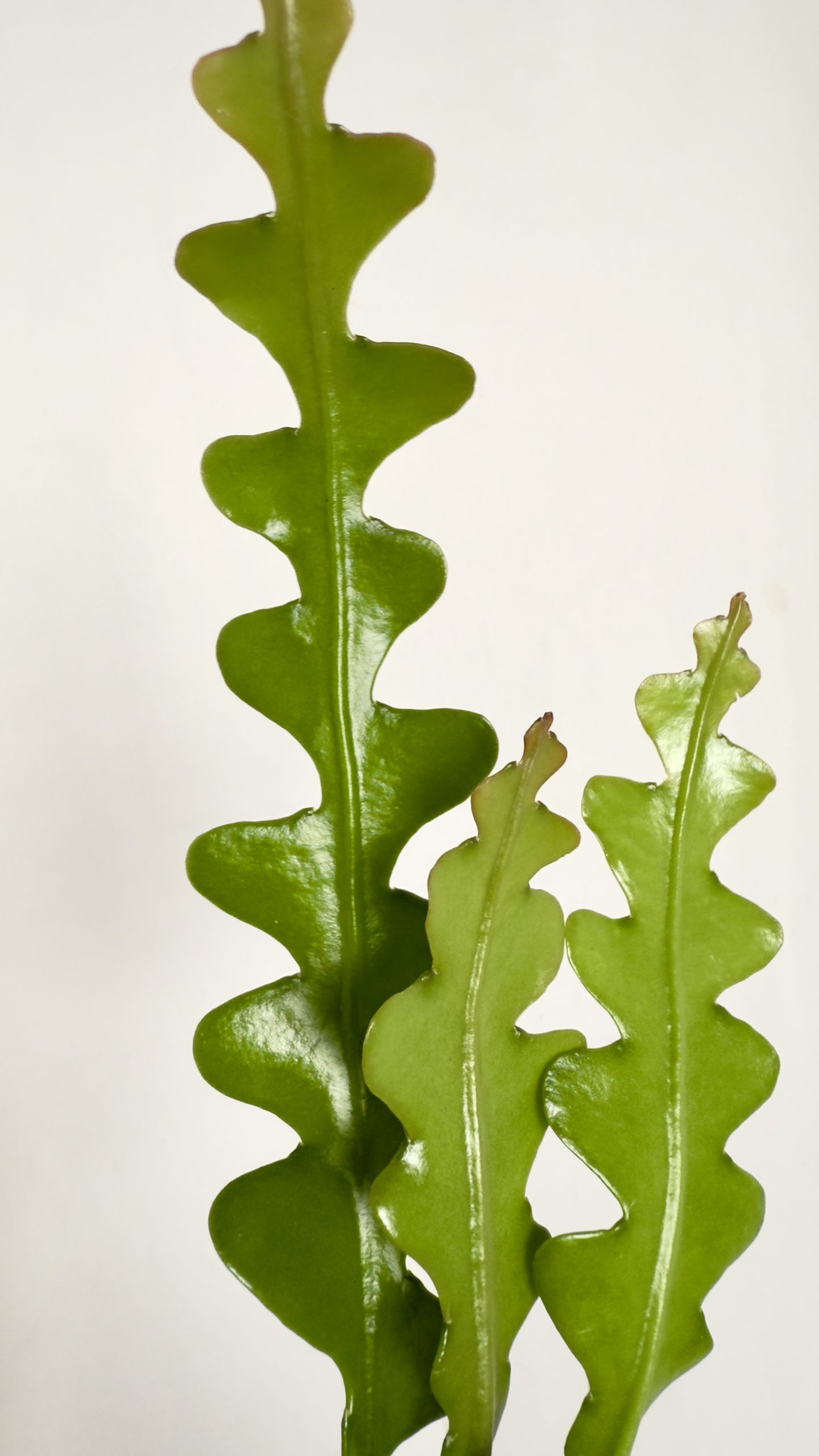 Epiphyllum anguliger Fishbone
