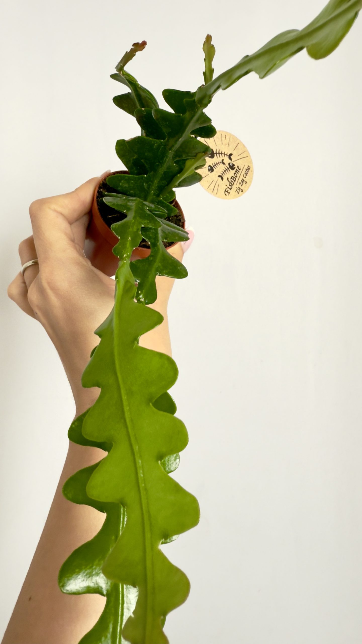 Epiphyllum anguliger Fishbone