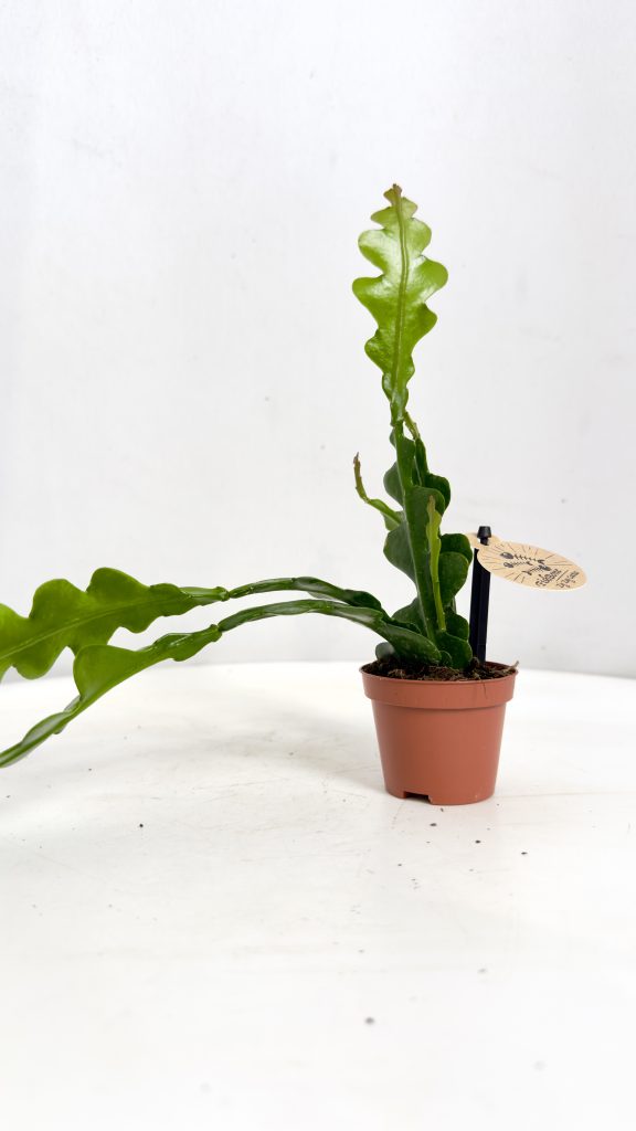 Epiphyllum anguliger Fishbone