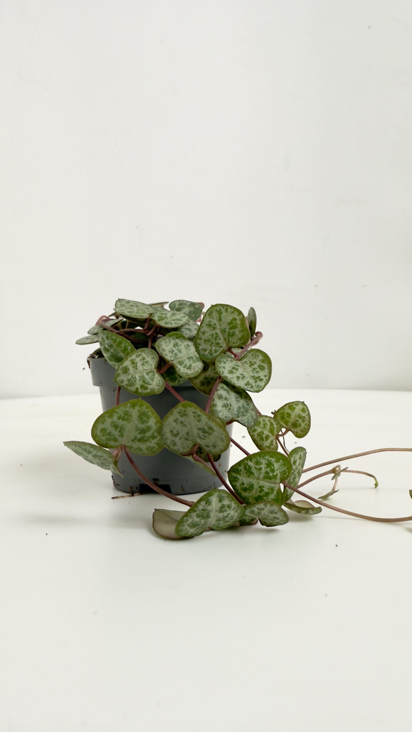 Ceropegia woodii