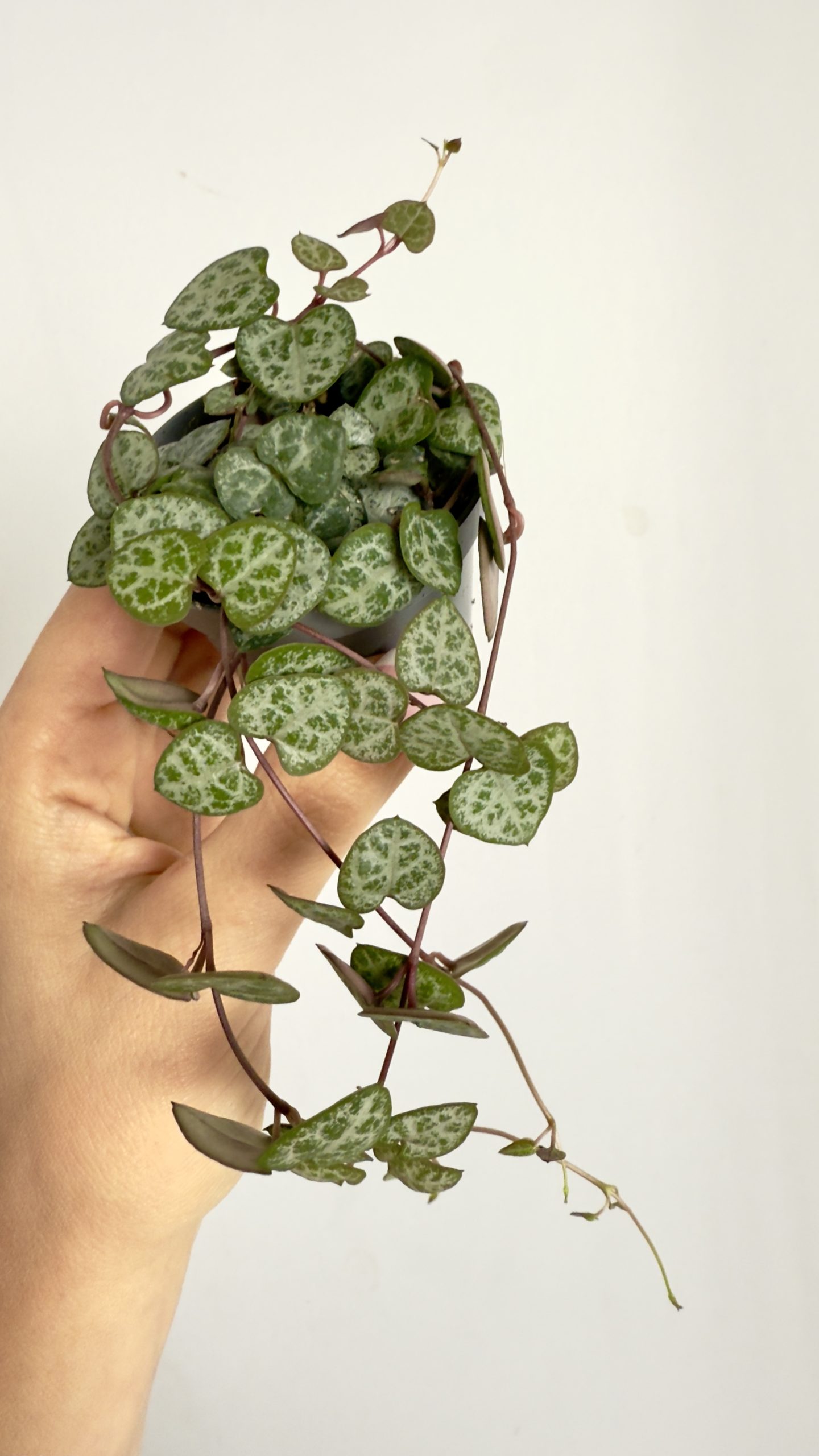 Ceropegia woodii