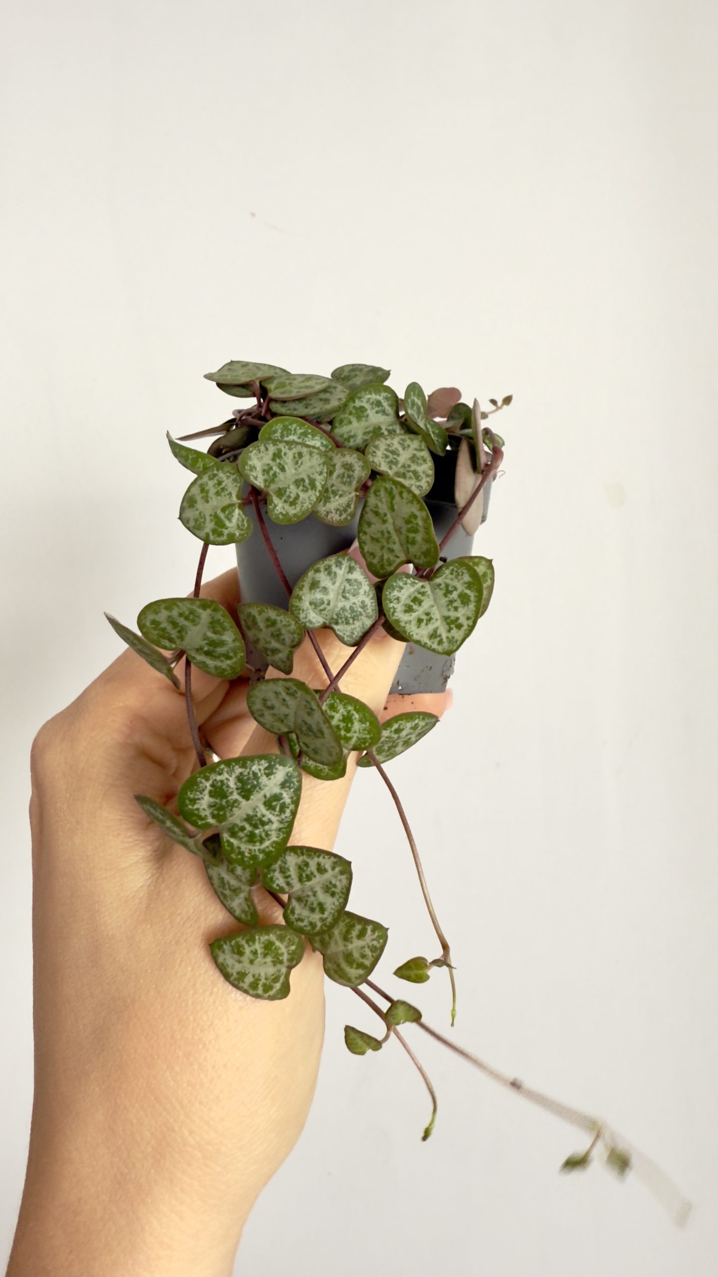 Ceropegia woodii