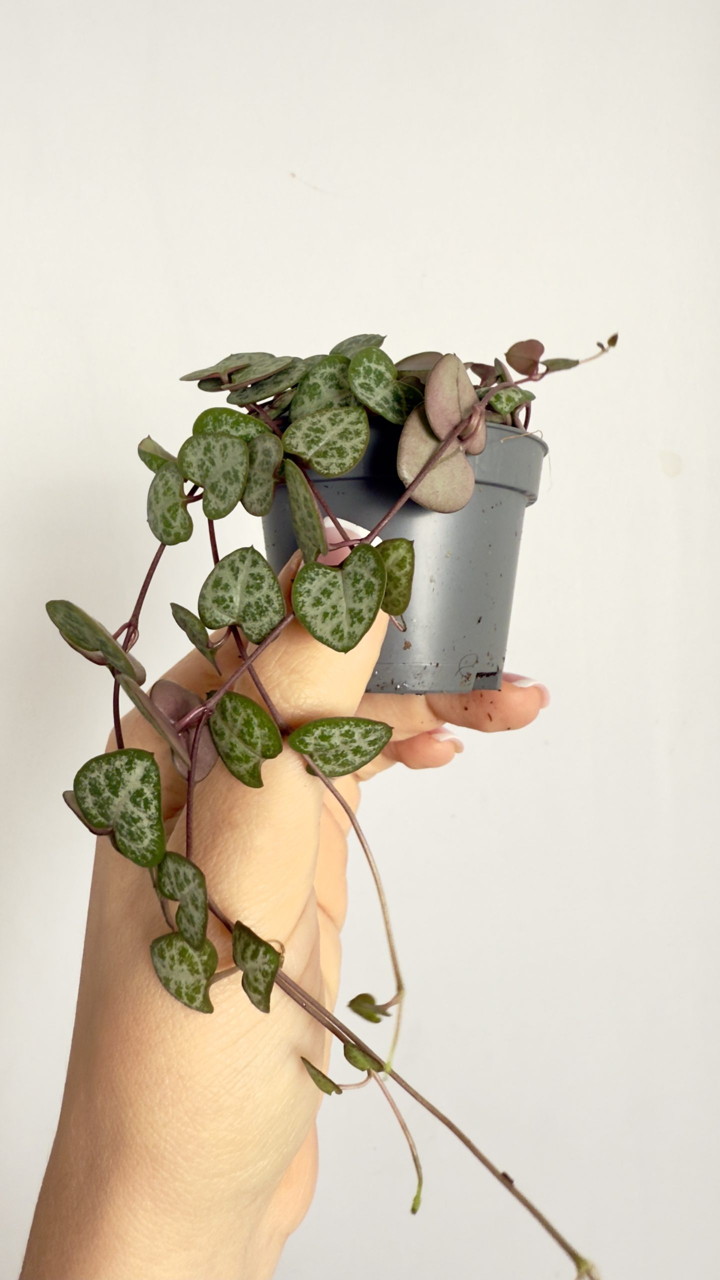 Ceropegia woodii