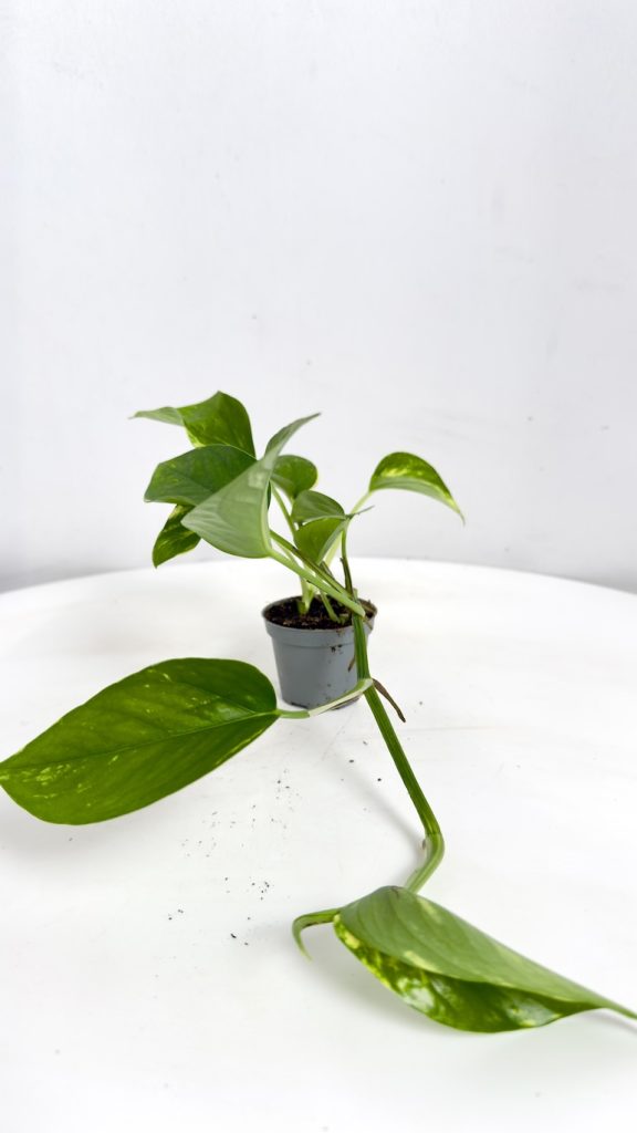 Epipremnum Aureum