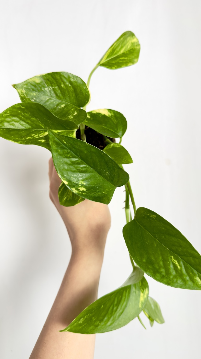 Epipremnum Pinnatum Aureum