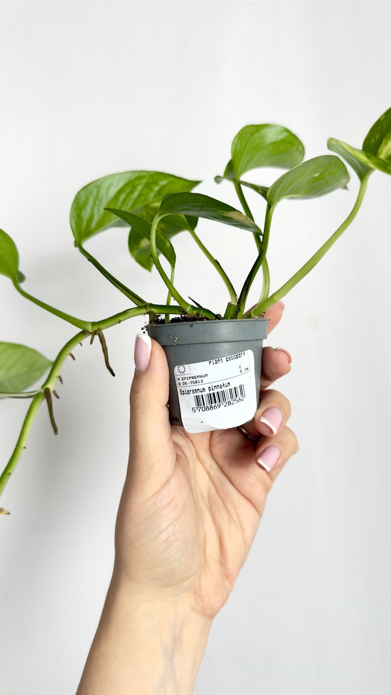 Epipremnum Pinnatum Aureum