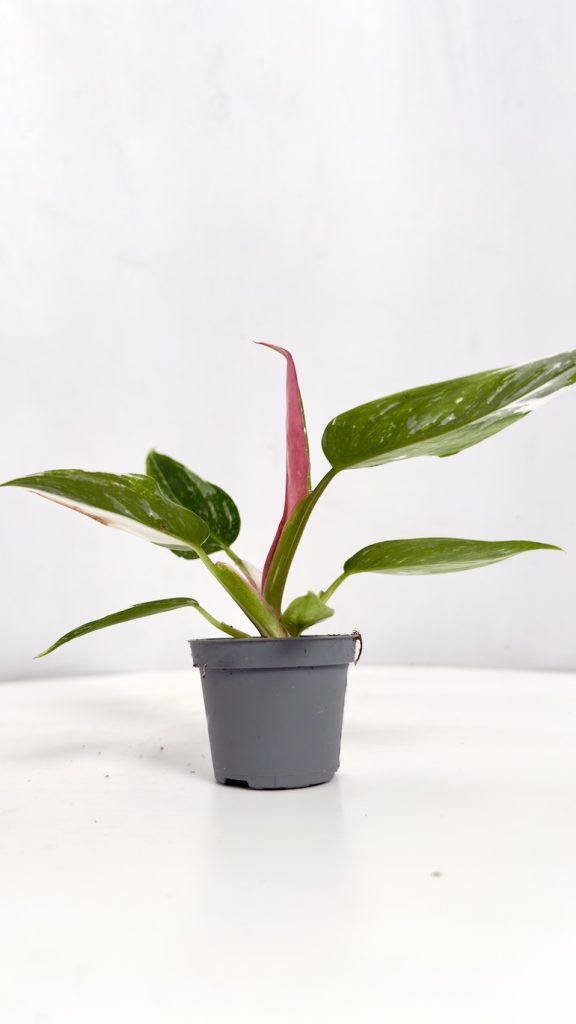 Philodendron Pictum Tricolor