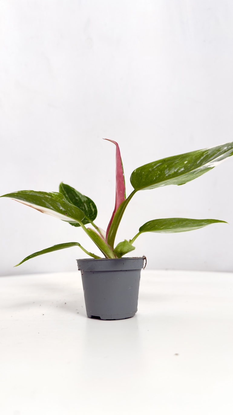 Philodendron Pictum Tricolor Philodendron Pictum Tricolor