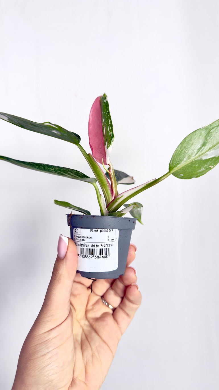 Philodendron Pictum Tricolor Philodendron Pictum Tricolor