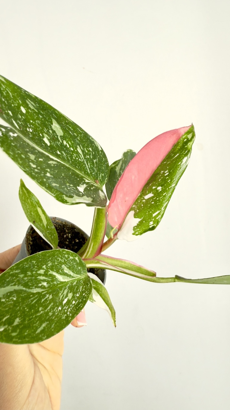 Philodendron Pictum Tricolor Philodendron Pictum Tricolor