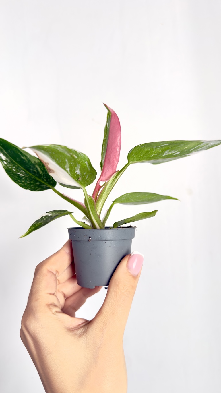 Philodendron Pictum Tricolor Philodendron Pictum Tricolor