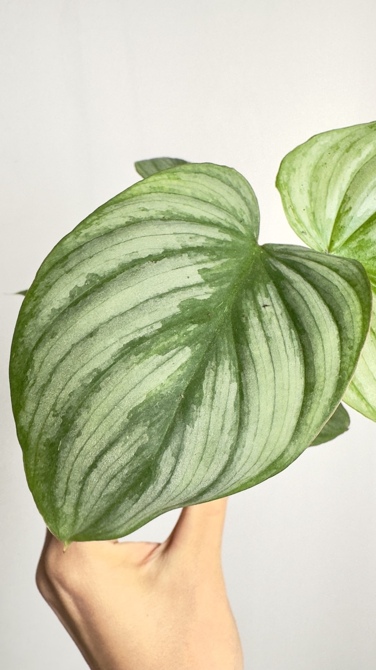Philodendron Mamei