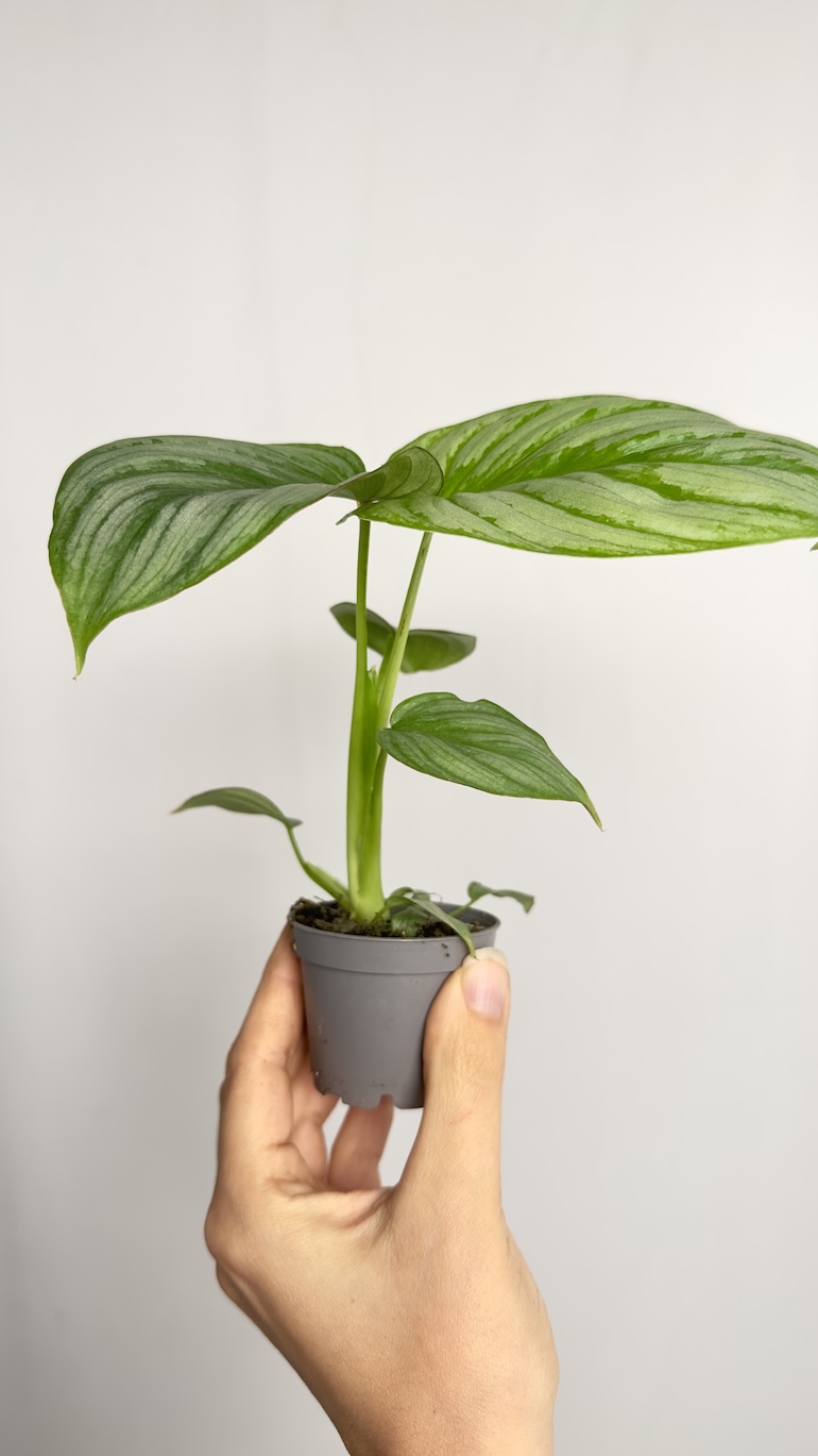 Philodendron Mamei