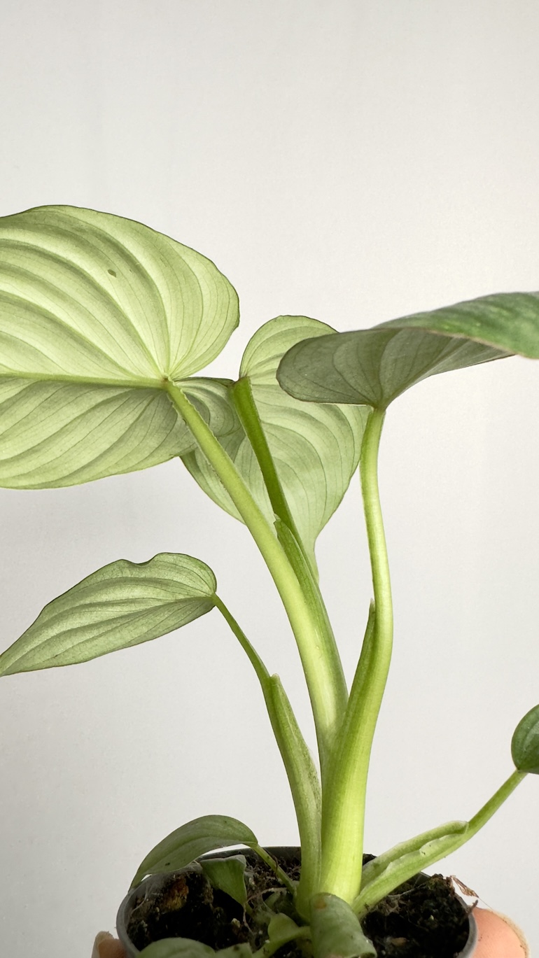 Philodendron Mamei