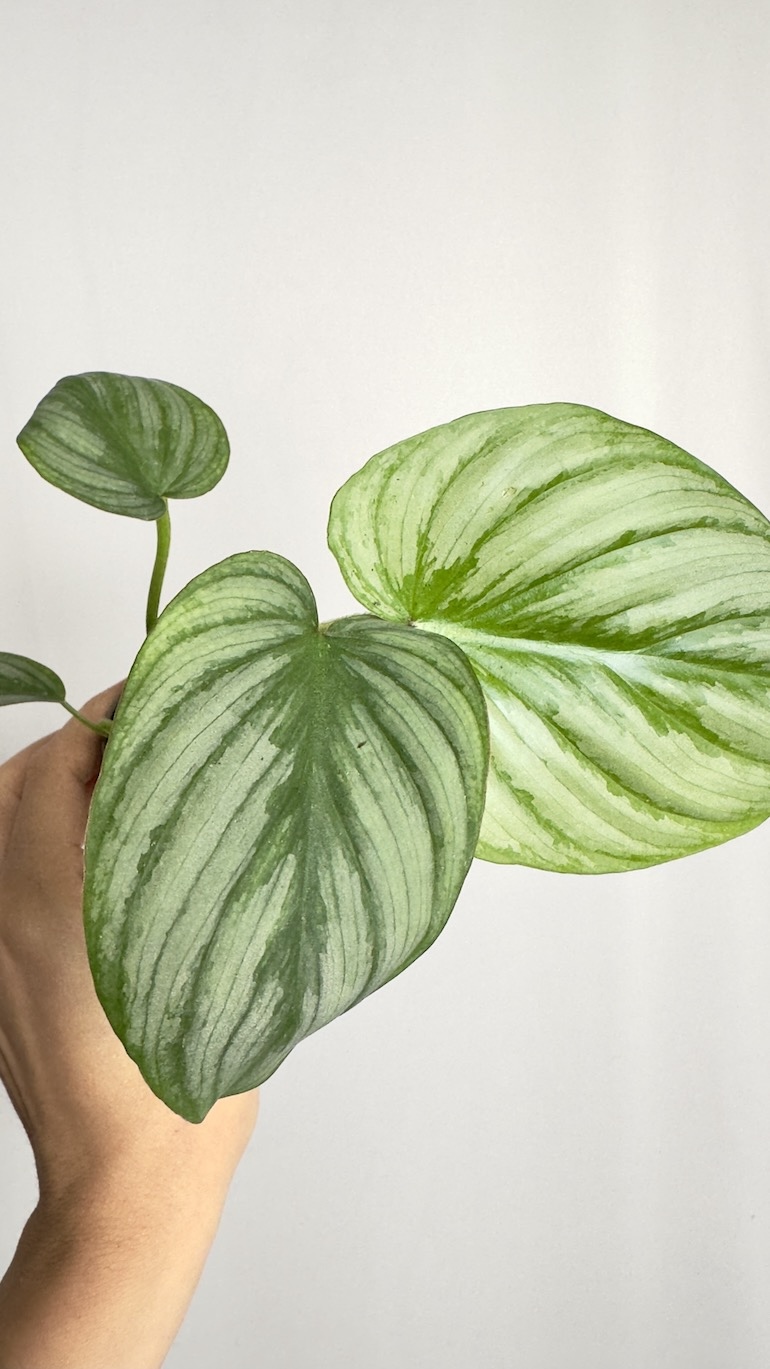Philodendron Mamei
