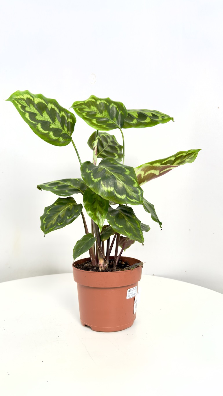Calathea Veitchiana