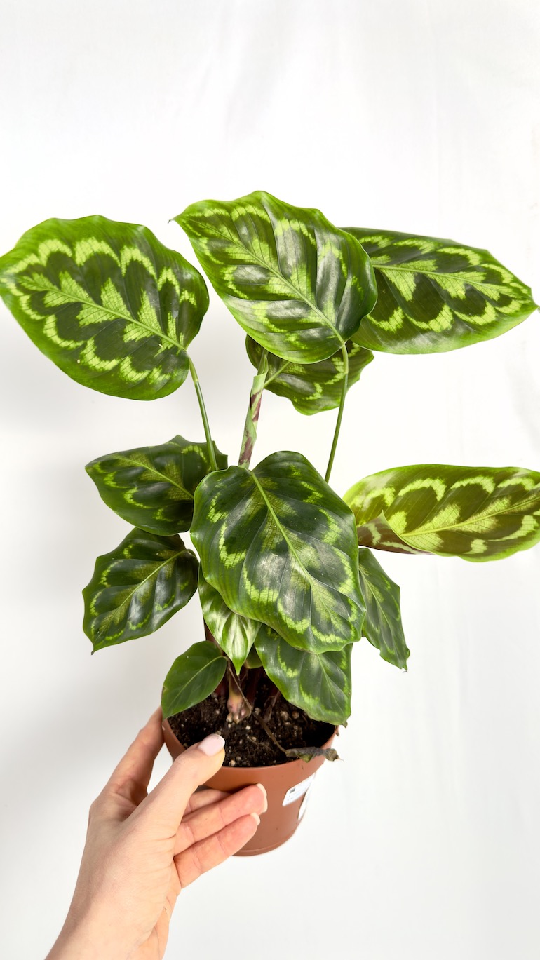 Calathea Veitchiana