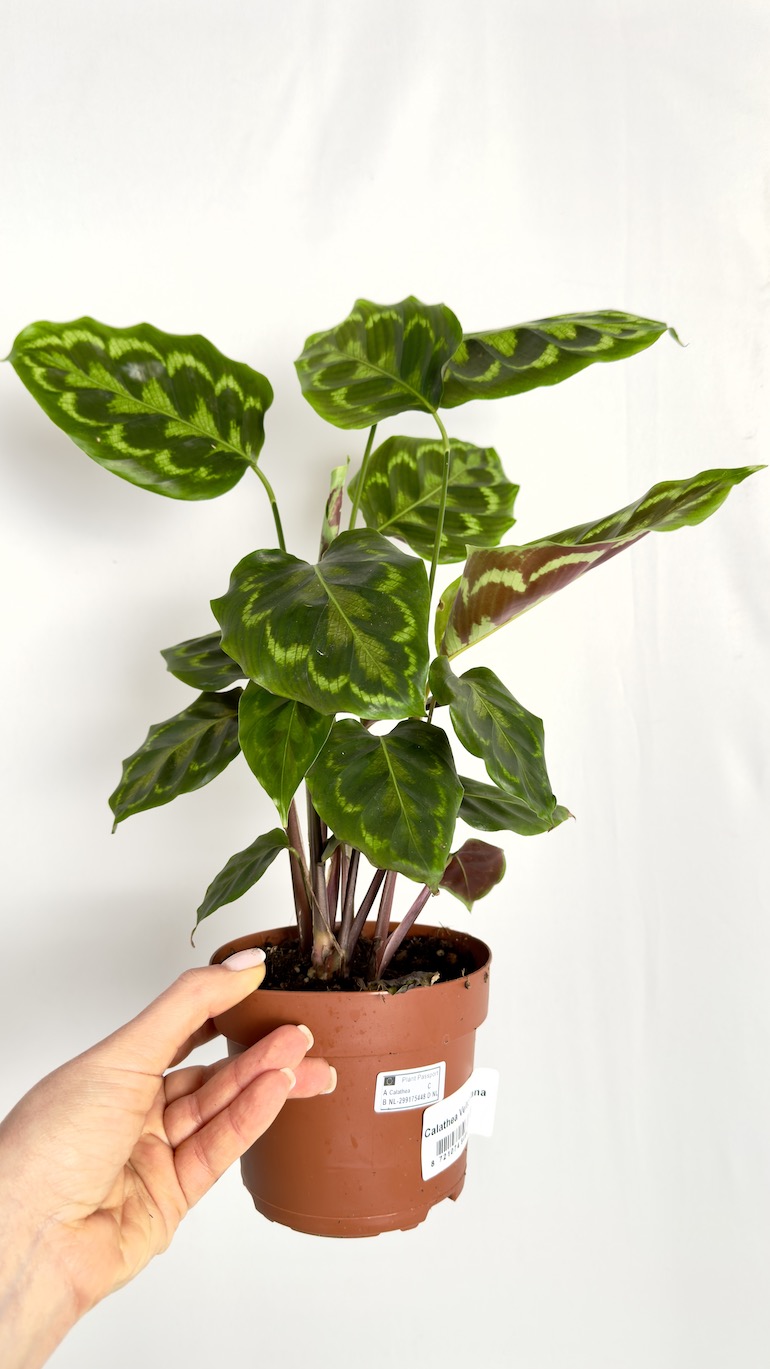 Calathea Veitchiana