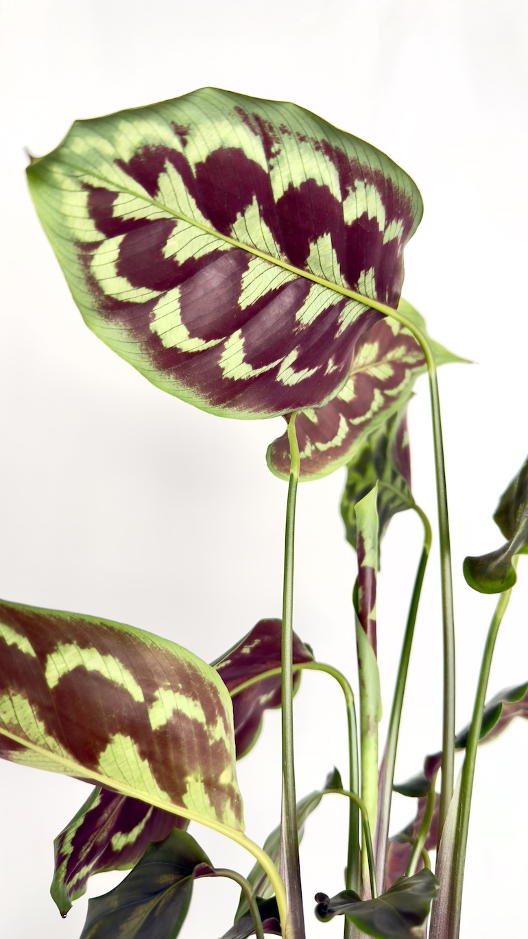 Calathea Veitchiana