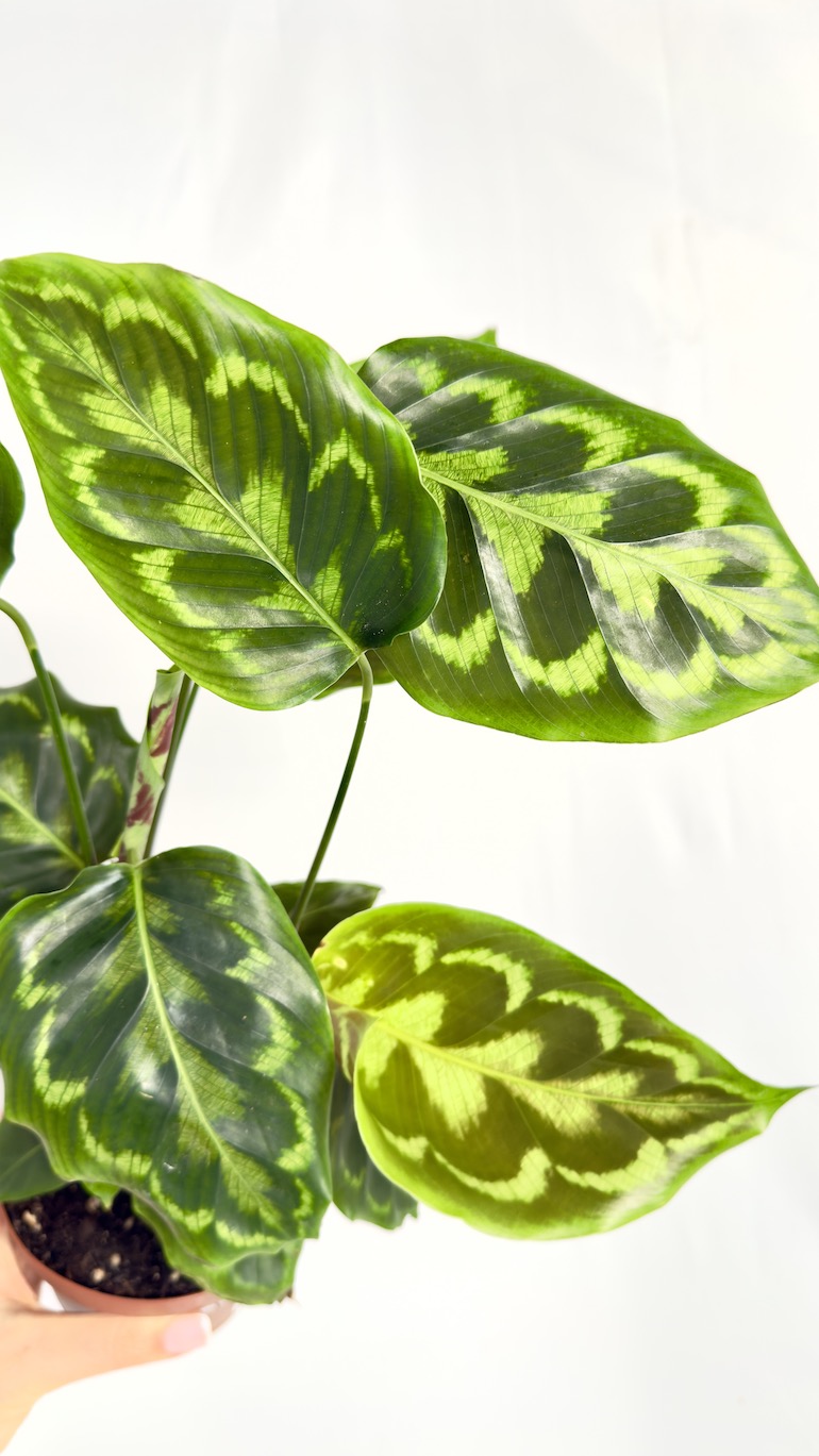 Calathea Veitchiana